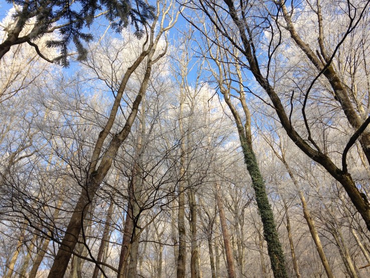 saudadinhas in liechtenstein